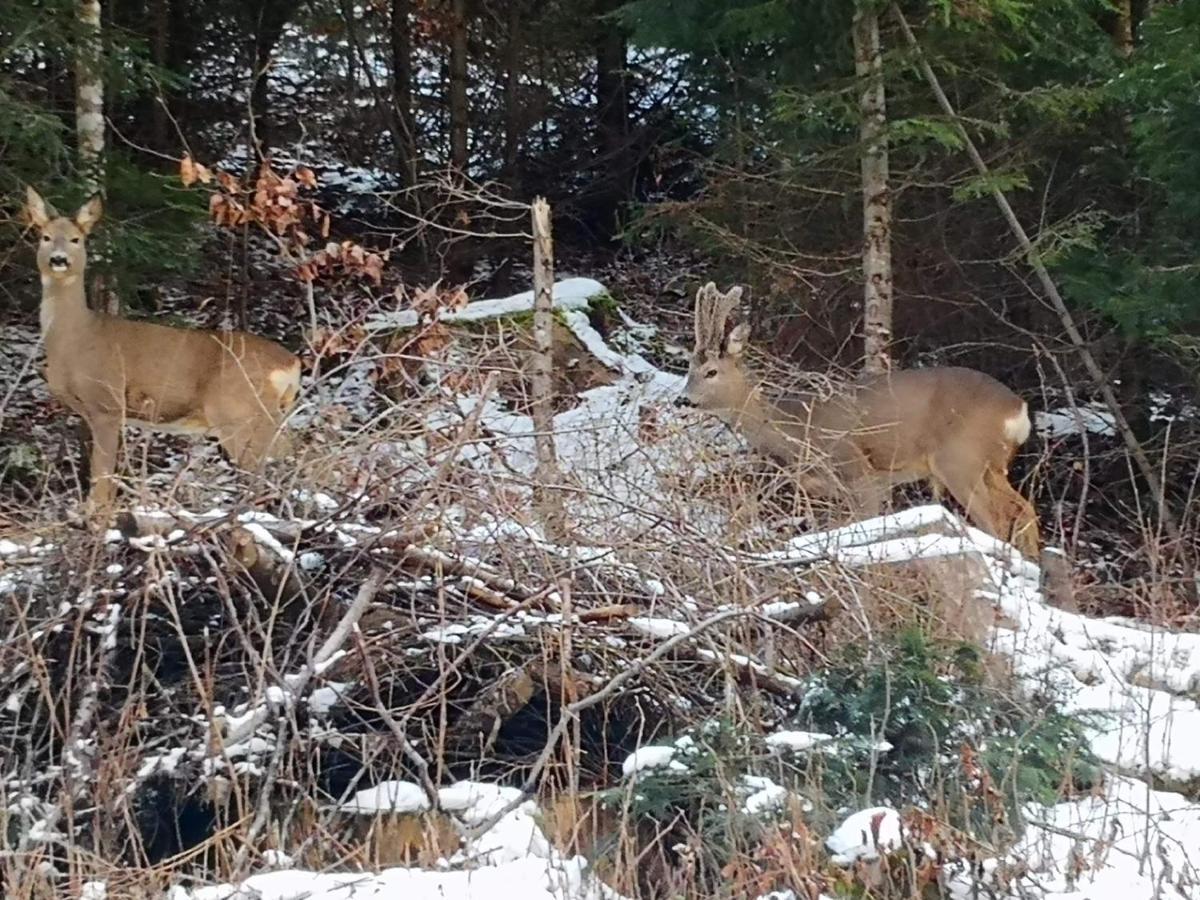 Patakvoelgye Vendeghaz Villa Izvoare  Exteriör bild